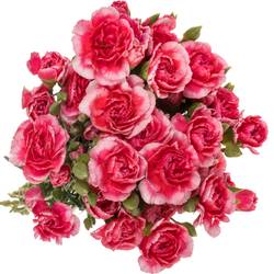 Spraynelke rosa Cosmo Cherry 60cm X20