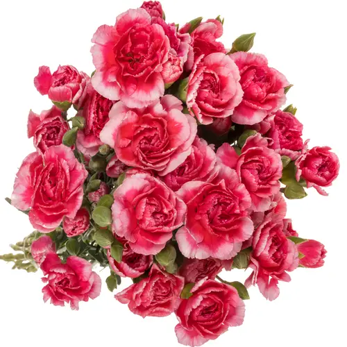 Spraynelke rosa Cosmo Cherry 60cm X20