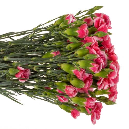 Spraynelke rosa Cosmo Cherry 60cm X20