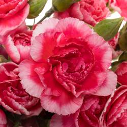 Spraynelke rosa Cosmo Cherry 60cm X20