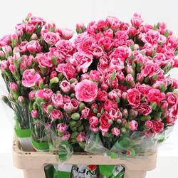 Spraynelke rosa Cosmo Cherry 60cm X20