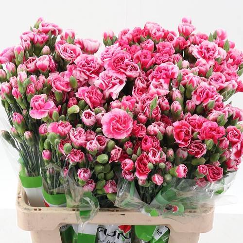 Spraynelke rosa Cosmo Cherry 60cm X20