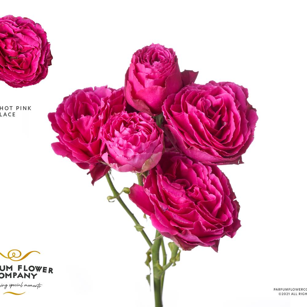 Rose verzweigt fuchsia Hot Pink Lace 50cm