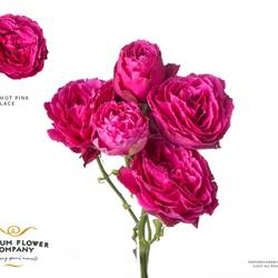 Rose verzweigt fuchsia Hot Pink Lace 50cm