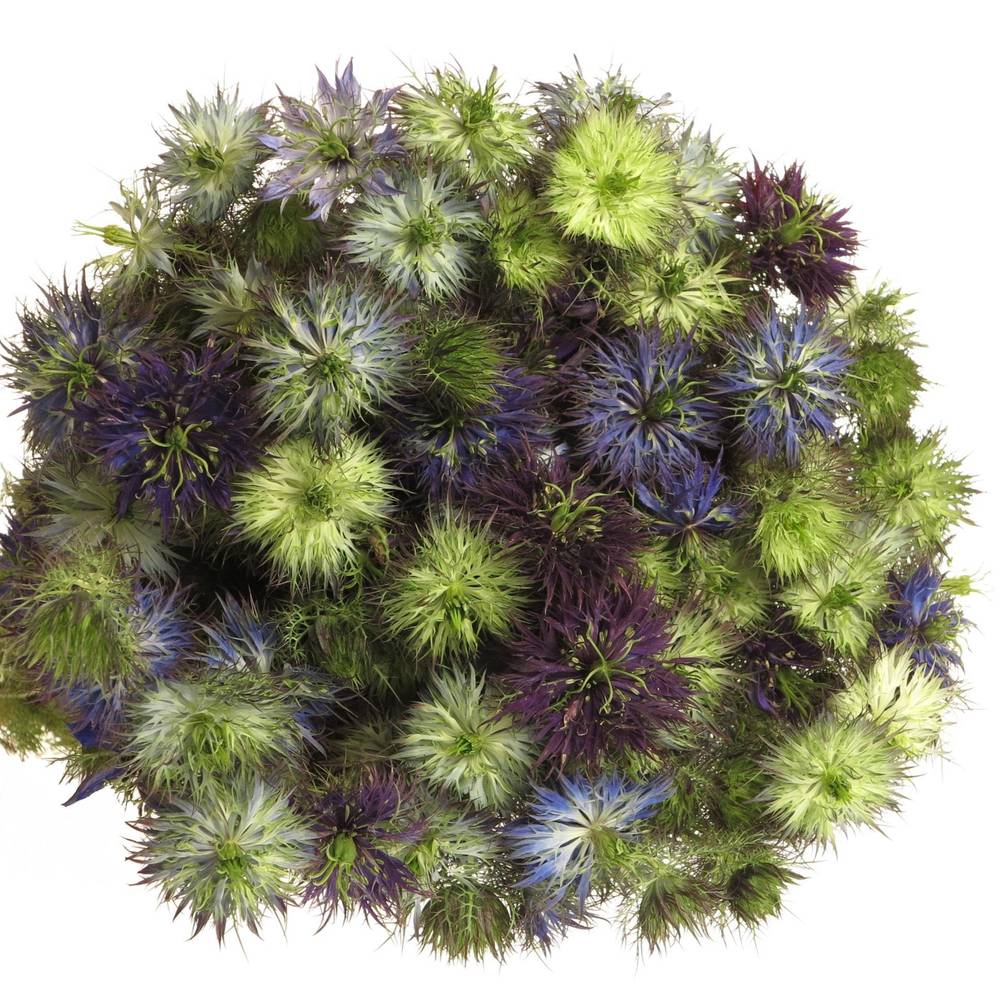 Nigella violett Artistic Blue 65cm