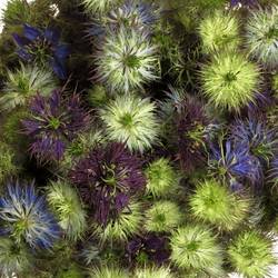 Nigella violett Artistic Blue 65cm