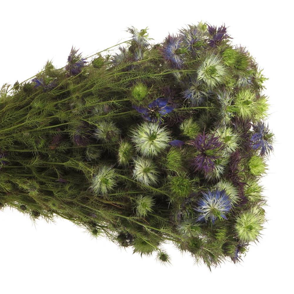 Nigella violett Artistic Blue 65cm