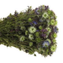 Nigella violett Artistic Blue 65cm