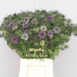 Nigella lila  Artistic Blue