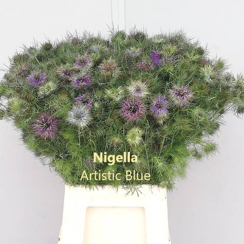 Nigella lila  Artistic Blue