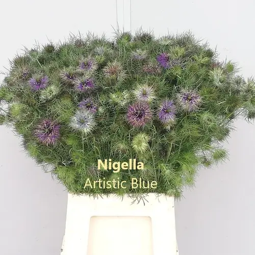 Nigella lila  Artistic Blue