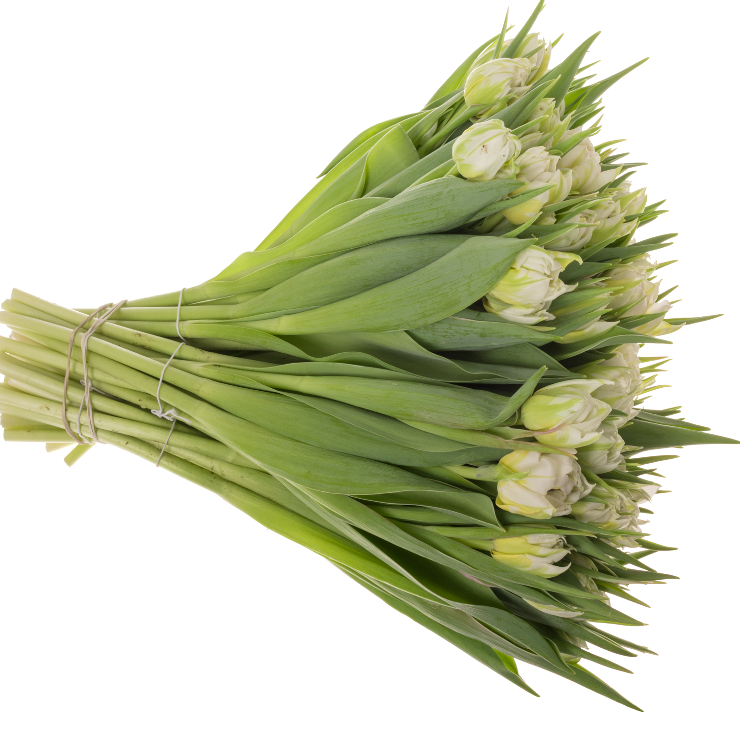 Tulpe weiss/creme doppel Password 32 Gramm