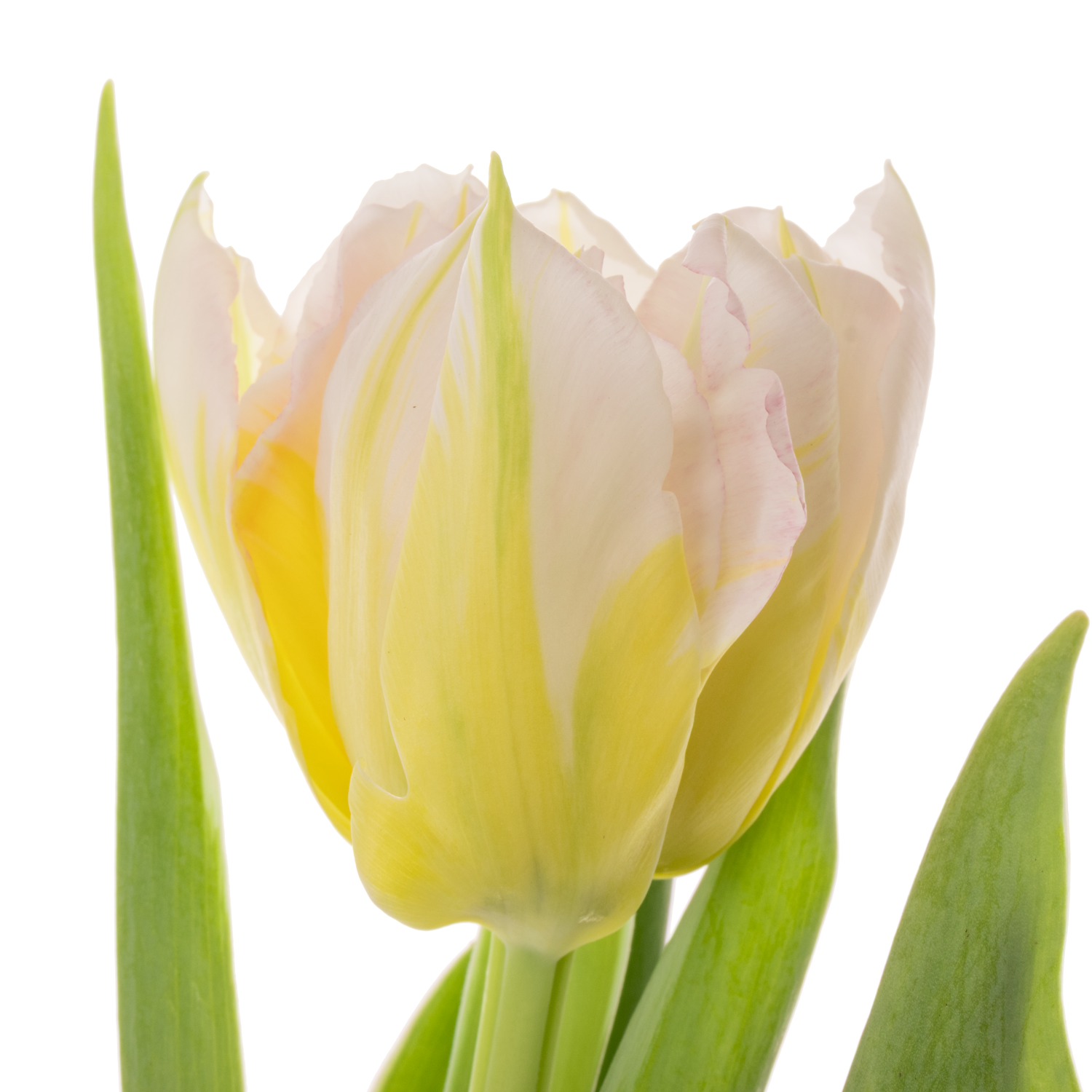 Tulpe weiss/creme doppel Password 32 Gramm