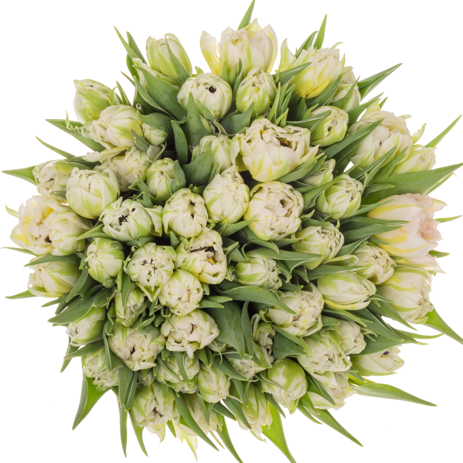 Tulpe weiss/creme doppel Password 32 Gramm