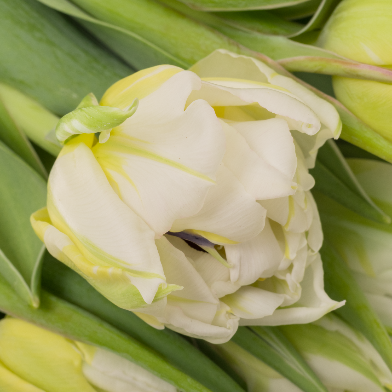 Tulpe weiss/creme doppel Password 32 Gramm