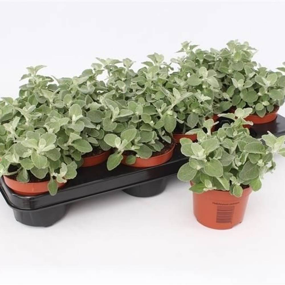 Helichrysum Petiolare T10,5 H015