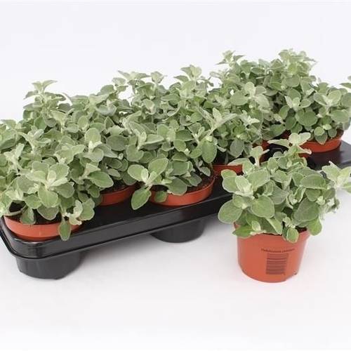 Helichrysum Petiolare T10,5 H015