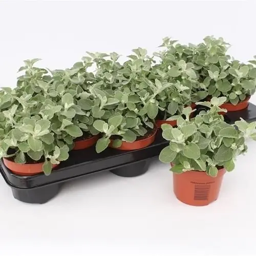 Helichrysum Petiolare T10,5 H015
