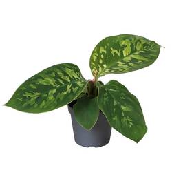 Homalomena Hybrida T06 H010