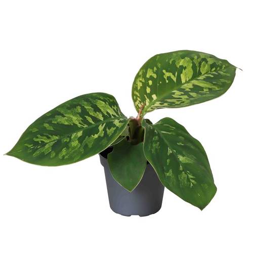 Homalomena Hybrida T06 H010