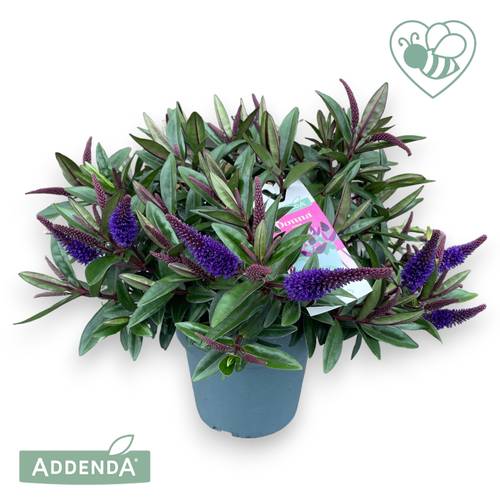 Hebe violet Ida Addenda T17 H035