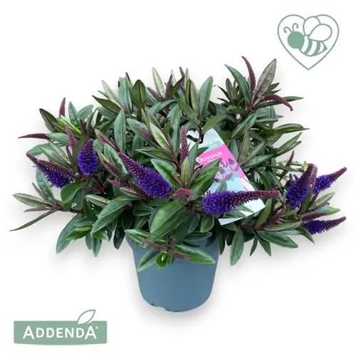 Hebe violet Ida Addenda T17 H035