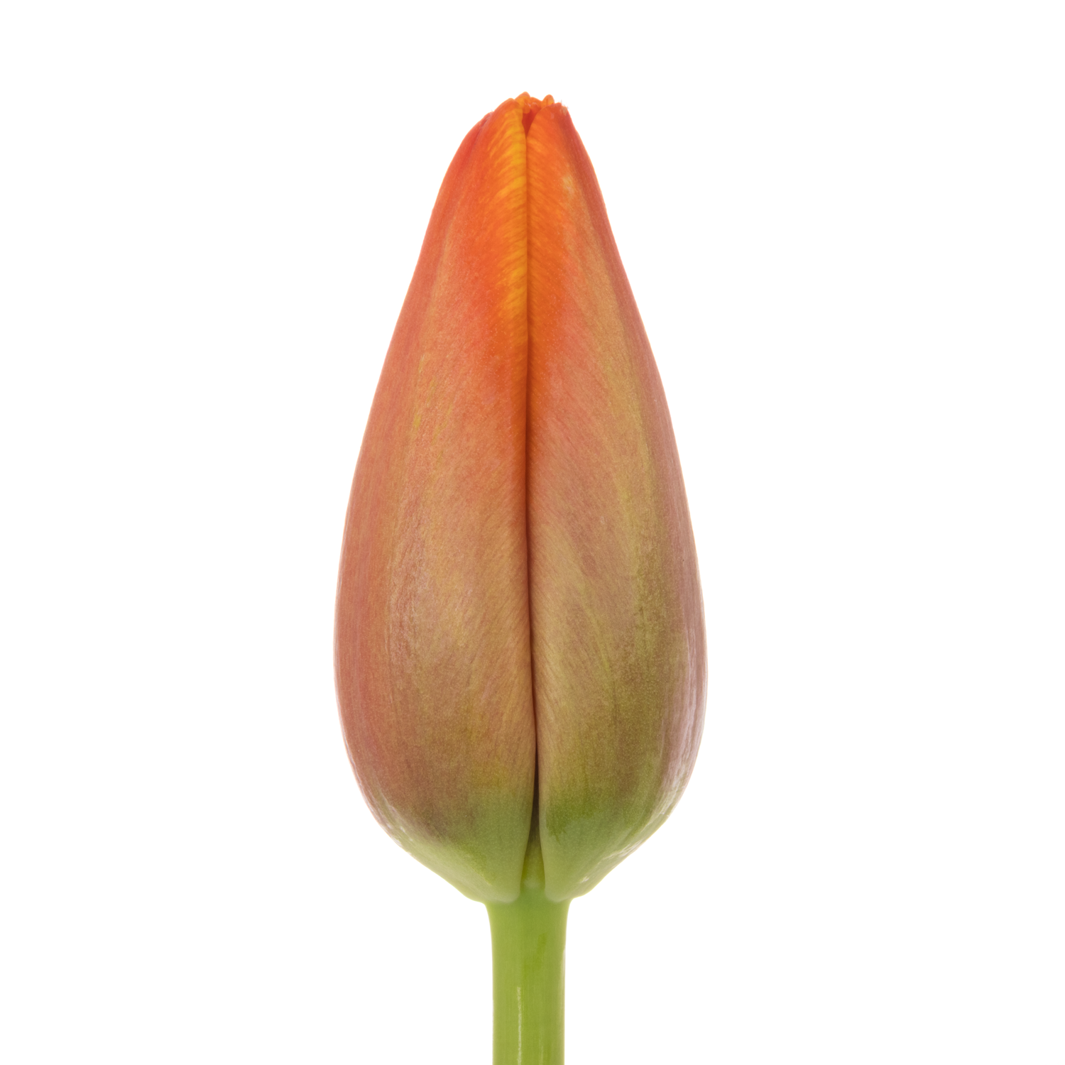 Tulpe orange Milatz bakkum 52 Gramm