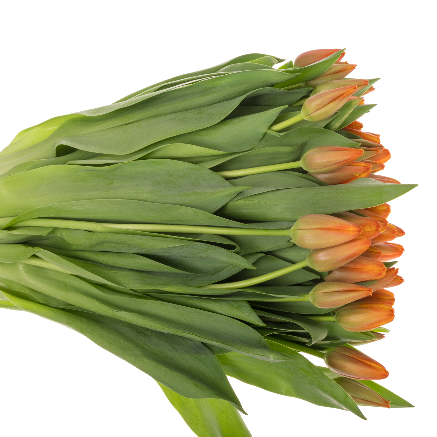 Tulpe orange Milatz bakkum 52 Gramm