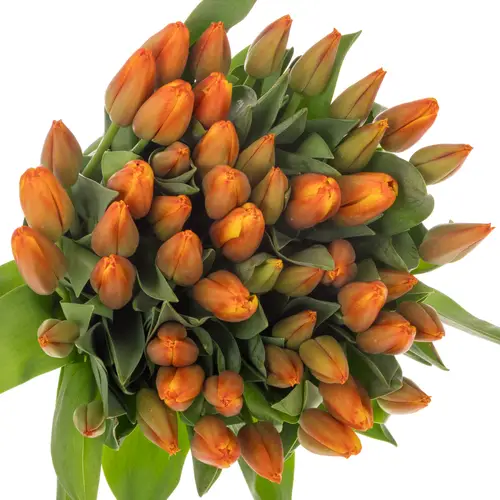 Tulpe orange Milatz bakkum 52 Gramm