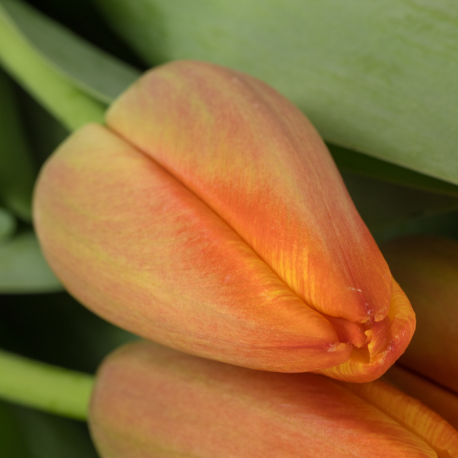 Tulpe orange Milatz bakkum 52 Gramm