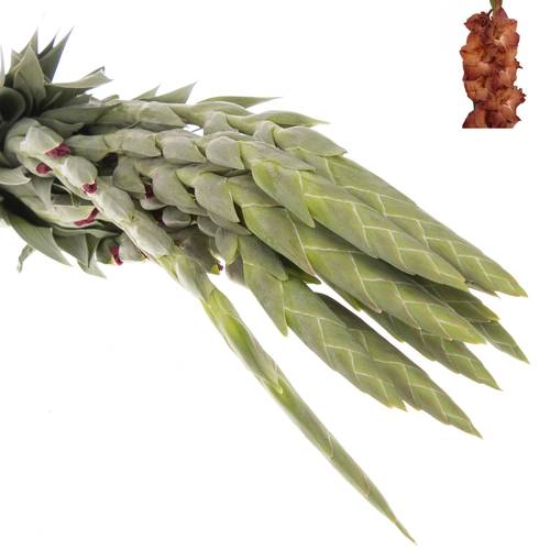 Gladiole braun Indian 80cm