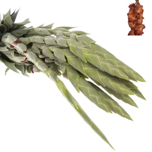 Gladiole braun Indian 80cm