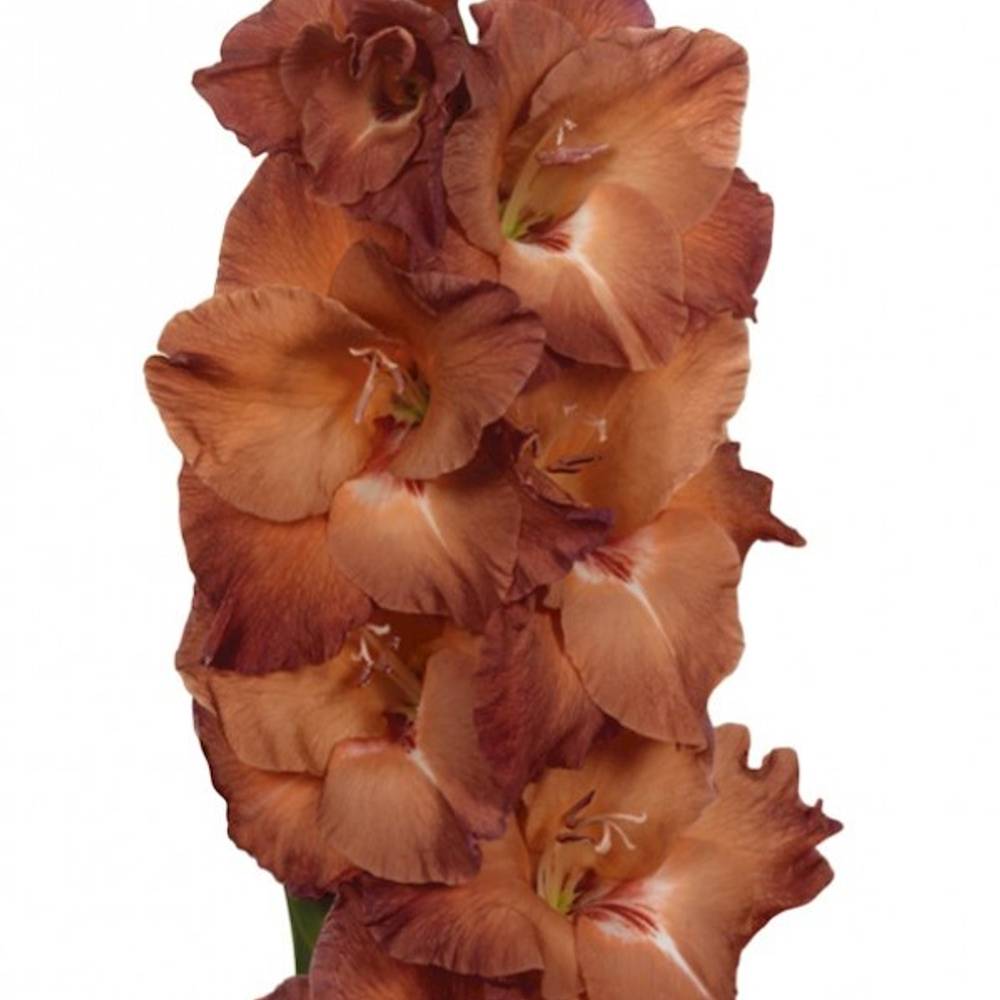 Gladiole braun Indian 80cm