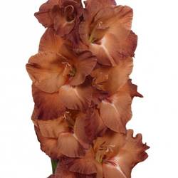 Gladiole braun Indian 80cm