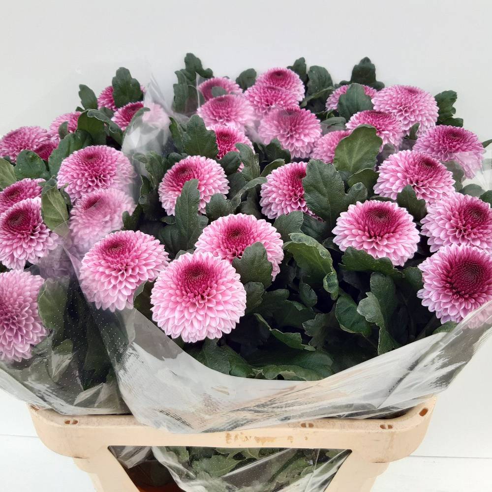 Chrys.Deko rosa lila Momoko 80Gramm 80cm DE