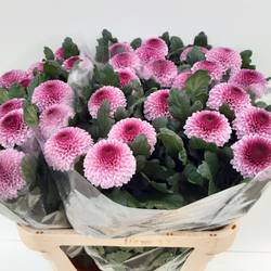 Chrys.Deko rosa lila Momoko 80Gramm 80cm DE