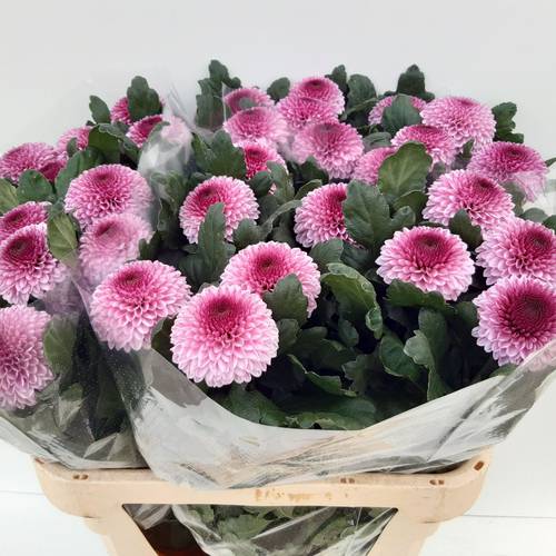 Chrys.Deko rosa lila Momoko 80Gramm 80cm DE