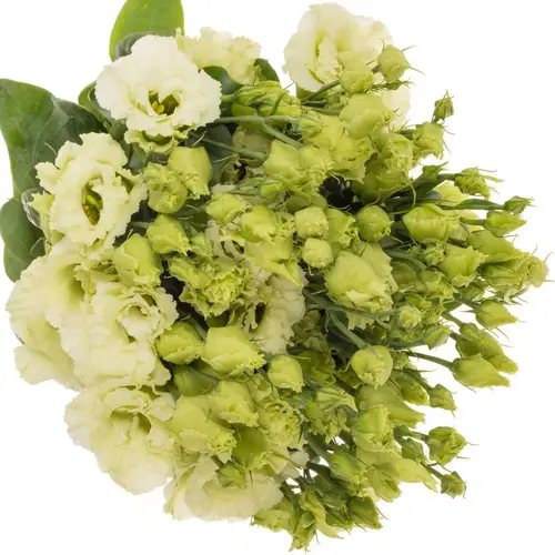 Lisianthus grün Emerald 5+Blüte 70cm