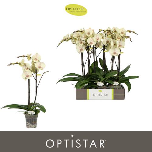 Phal.2-R creme Turner Optistar T12 H060