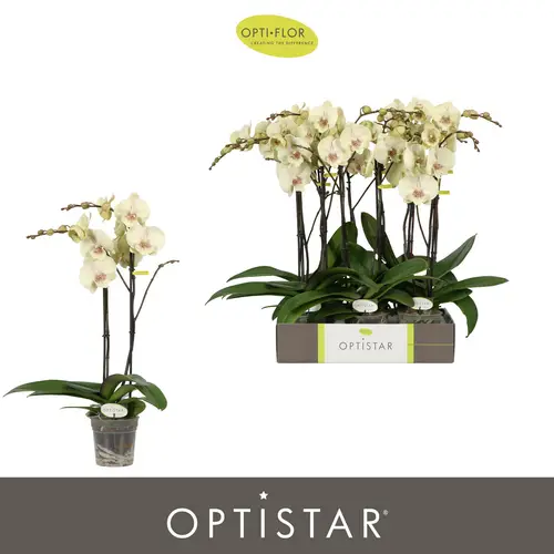 Phal.2-R creme Turner Optistar T12 H060