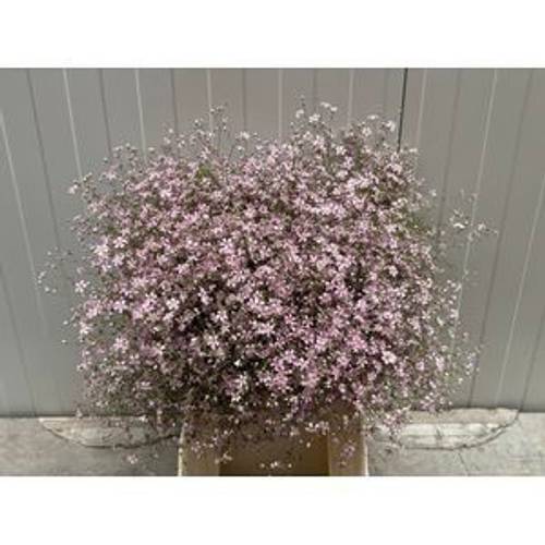 Gyps hell rosa Freiland 40cm