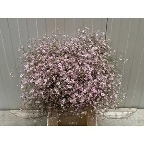 Gyps hell rosa Freiland 40cm