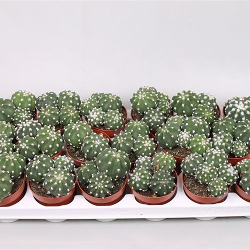Echinopsis Subden T08 H015