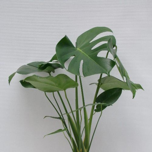 Monstera Delic. T17 H85