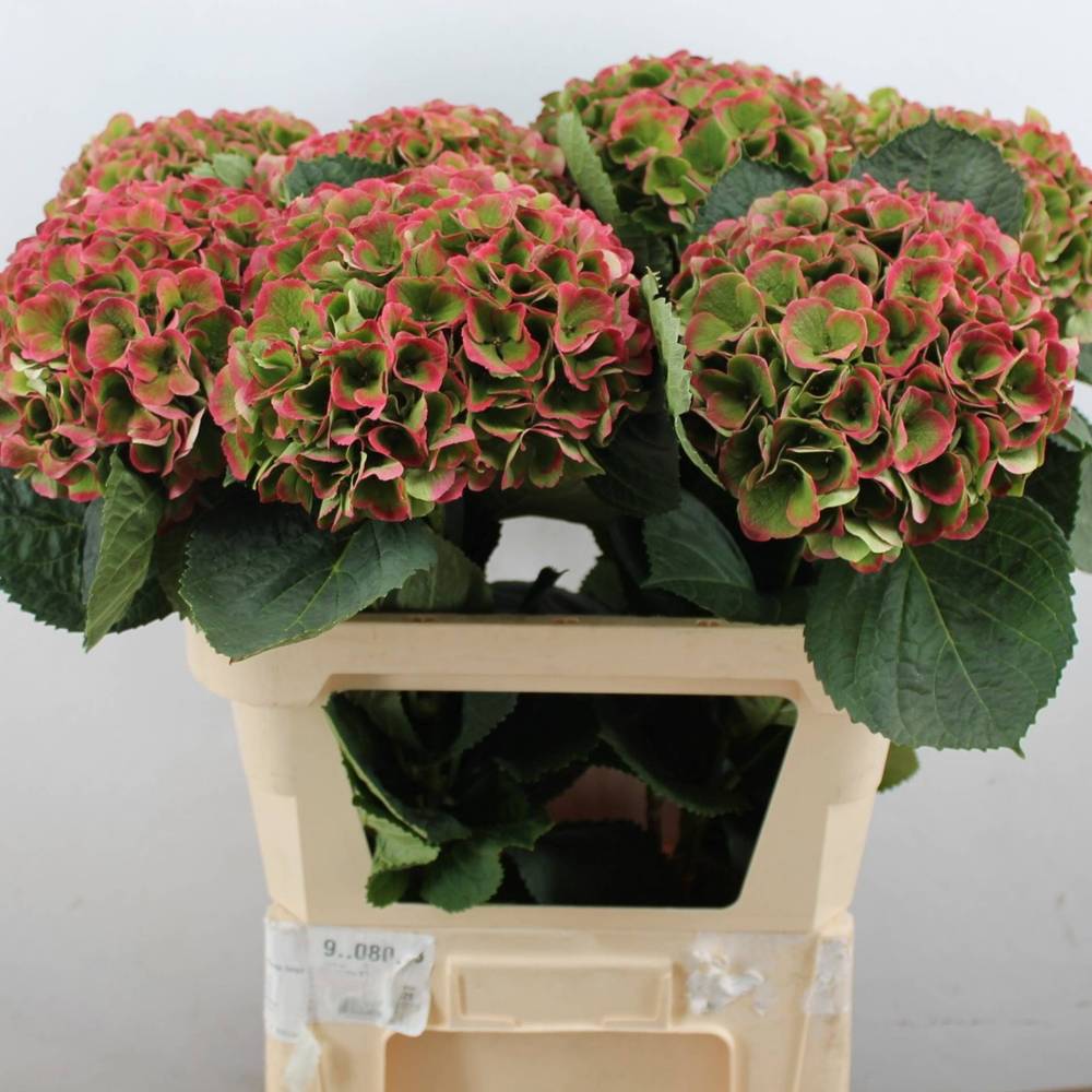 Hortensie rot/grün Opal classic Bol 21cm 80cm