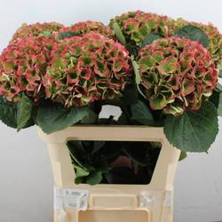 Hortensie rot/grün Opal classic Bol 21cm 80cm
