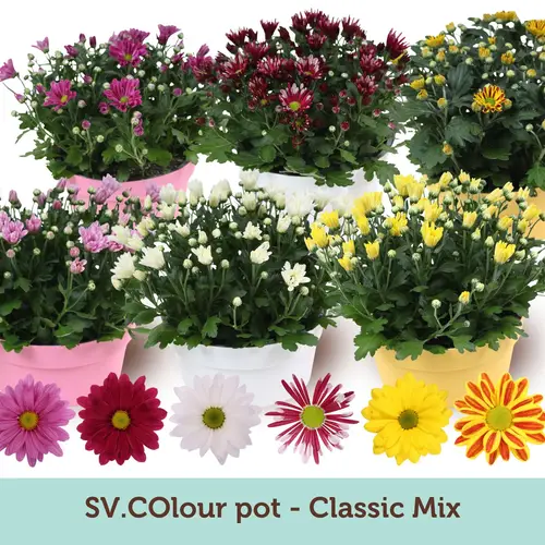 Chrys.mix im Topf Schale T23 H027