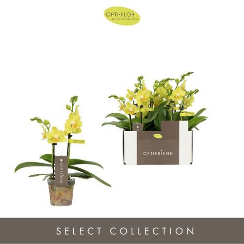 Phal.2-R gelb Vayenne T07 H025