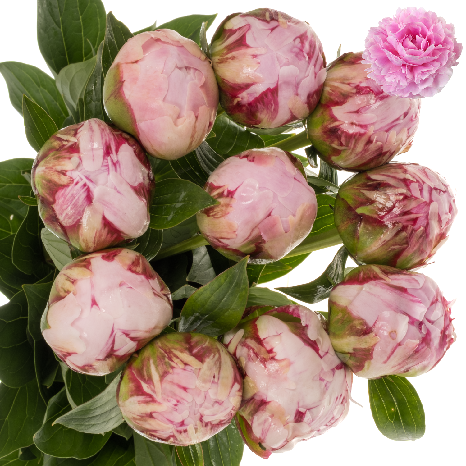 Pfingstrose rosa Sarah Bernhard super 60cm
