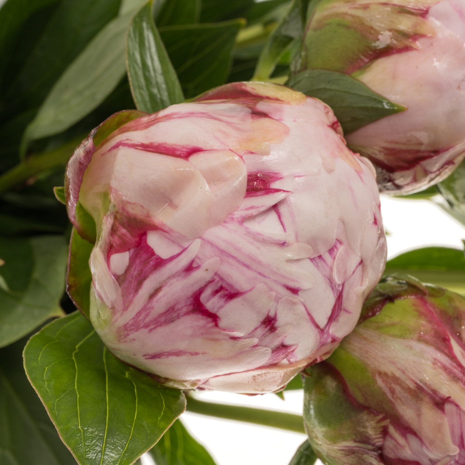 Pfingstrose rosa Sarah Bernhard super 60cm